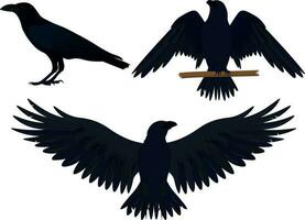 Ravens in different poses collection vector illustration