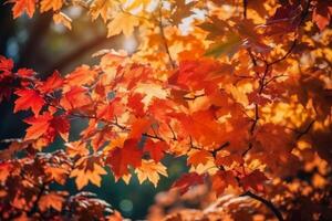 Autumn floral panoramic background. Colorful yellow and red maple foliage on a sunny day holy light. Autumnal Park. photo