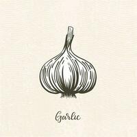 Vector drawing of garlic