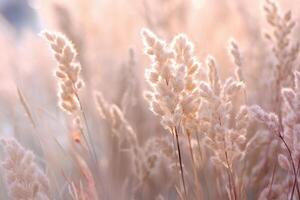 Tiny white grass against a white background. photo
