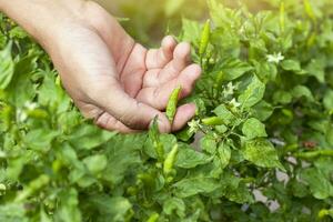 agricultores son cosecha chile en árbol en el jardín. foto