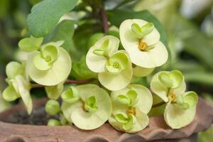 Yellow Euphorbia milli or Crown of Thorns flower bloom in pot in the garden on blur nature background. photo