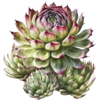 echeveria saftig ClipArt t-shirt design, transparent bakgrund, ai genererad png