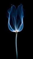 X - ray photo of transparent lotus bud, white and royal blue.