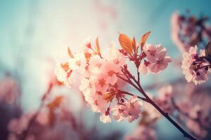 Cherry Blossom Spring Blue Sky Background. photo