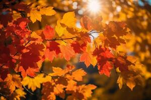 Autumn floral panoramic background. Colorful yellow and red maple foliage on a sunny day holy light. Autumnal Park. photo