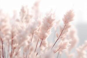 Tiny white grass against a white background. photo