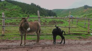 burros en el pueblo de embarcadero oguz, Kirguistán video