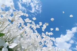 The white petals fall off with blurred clear blue sky and cloud. photo