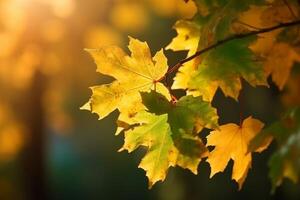 Natural autumn background with golden yellow and orange maple leaves glowing in the sun on a gentle blurry light green background. photo