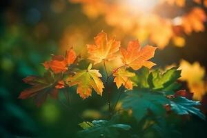 Natural autumn background with golden yellow and orange maple leaves glowing in the sun on a gentle blurry light green background. photo