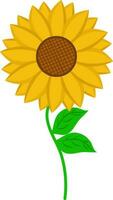 Sunflower Icon In Yellow And Green Color. vector