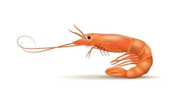 Realistic vector shrimp isolated on transparent background