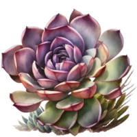 echeveria succulento clipart maglietta disegno, trasparente sfondo, ai generato png