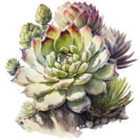 echeveria succulent clipart T-shirt conception, transparent arrière-plan, ai généré png