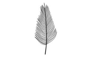 Palm leaves line art illustration vector