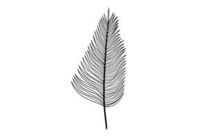 Palm leaves line art illustration vector