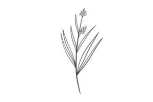 Wildplant line art illustration vector