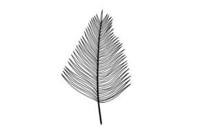 Palm leaves line art illustration vector