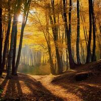 The most beautiful yellow autumn forest in the world. photo