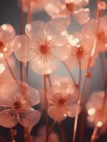 Close up photo of transparent flowers transparent light.