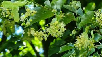 Flowers of linden on a background of green leaves. video