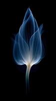 X - ray photo of transparent lotus bud, white and royal blue.