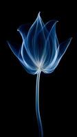 X - ray photo of transparent lotus bud, white and royal blue.