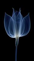 X - ray photo of transparent lotus bud, white and royal blue.