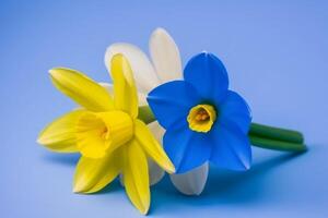 Spring flowers on blue yellow pastel background top view in flat lay style. photo