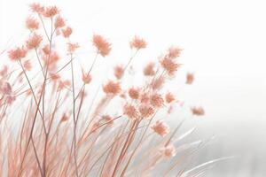 Tiny white grass against a white background. photo