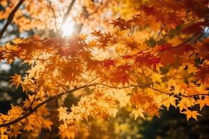 Autumn floral panoramic background. Colorful yellow and red maple foliage on a sunny day holy light. Autumnal Park. photo