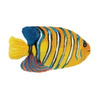 Sea Fish Transparent Background png