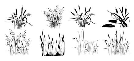A Set Of Bamboo Branches With A Bamboo Silhouette. A blade of grass, a branch, plants of Asia. vector