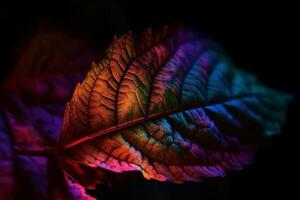 Defocused neon overlay. Blur led glow. Leaf texture glare. Blur fluorescent purple red decorative illumination motion on dark black abstract background. photo