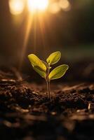 un joven planta creciente en luz de sol. ai generativo foto