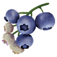 Blueberry Watercolor Clip art Element Transparent Background png