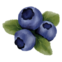 Blueberry Watercolor Clip art Element Transparent Background png