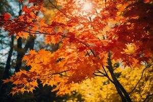 Autumn floral panoramic background. Colorful yellow and red maple foliage on a sunny day holy light. Autumnal Park. photo