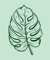 Tropical leaf monstera vector illustration. Doodle style. Outline illustration with green colors. For design, print, logo, decor, textile, paper.