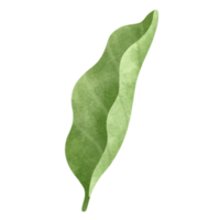 Jasmine leaf watercolor illustration. png