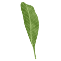 plumeria blad vattenfärg illustration png