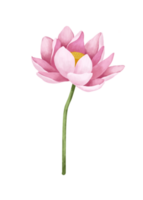 Watercolor lotus flower. png