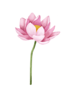 Aquarell Lotus Blume. png