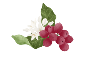 Coffee fruit and flower watercolor illustration. png