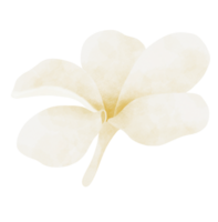 plumeria flor aguarela ilustração png