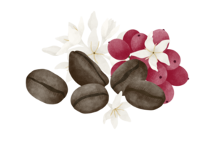 Coffee fruit and flower watercolor illustration. png