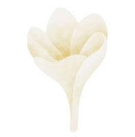 plumeria bloem waterverf illustratie png