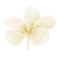 Plumeria flower watercolor illustration png