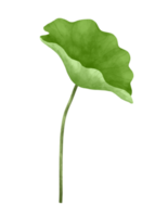 Watercolor lotus leaf. png